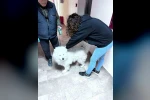 Didim’de evcil hayvanlar aşılanıyor