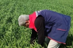 Didim’de hububat ekili araziler temiz çıktı