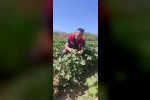 Didim’de pamuk tarlalarında zararlı denetimi