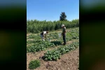 Didim’de salatalıklardan numuneler alındı