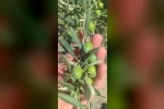 Didim’de zeytin üreticilerine sinek uyarısı