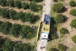 Dikenli limon üreticinin yüzünü güldürdü