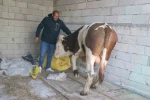 Diyadin’de besicilik geçim kapısı oldu
