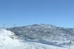 Diyarbakır’da aç kalan kurt ve domuz sürüsü yerleşim yerine indi 