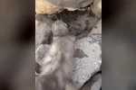 Diyarbakır’da bitkin halde bulunan gelincik, vatandaşlar tarafından görüntülendi