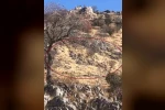 Diyarbakır’da dağ keçileri sürü halinde görüntülendi