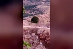 Diyarbakır’da domuz sürüsü