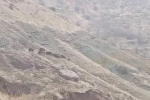 Diyarbakır’da domuz sürüsü görüntülendi