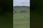 Diyarbakır’da kurt sürüsü görüntülendi
