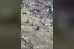Diyarbakır’da nesli koruma altında olan dağ keçileri görüldü
