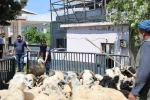 Diyarbakır’dan şehir dışına kurbanlık sevki devam ediyor 