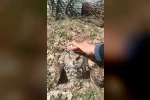 Doğada bulduğu puhu kuşunu ‘fıstık’ diyerek sevdi