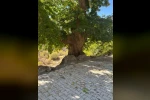 Doğadan ilham alan yarışma