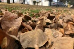 Dökülen yaprakla kartpostallık görüntüler oluşturdu 