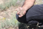 "Dolaman kurdu" günde 60 bin liralık mantar buluyor