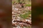 Dolu yağışı Antep fıstığı bahçelerine zarar verdi