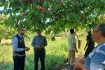 Dolu yağışı sonrası sahada zarar tespiti yapıldı