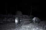 Domuz sürüsü fotokapana yakalandı