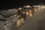 Domuz sürüsü köye indi