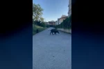 Domuzlar yerleşim yerine inerek yiyecek aradı