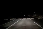 Domuzlara çarpmamak için karşı şeride geçti