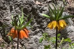 Doski Vadisi’nin sarı-kırmızı ters laleleri hayran bırakıyor 