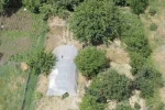 Dron destekli operasyonda seraya gizlenen hint kenevirleri ele geçirildi
