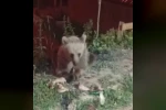 Dumanlı Parkında karnını duyuran ayı görüntülendi