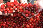 Dünyaca ünlü Demirci kirazında hasat başladı