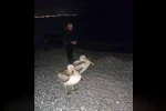 Dünyaca ünlü sahilde pelikan şaşkınlığı