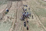 Dünyaca ünlü Taşköprü sarımsağının hasadı başladı