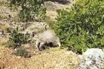 Dünyanın en korkusuz hayvanı bal porsuğunu tek darbeyle bayılttı
