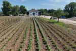 Düzce’de Ata tohumu üretimi büyüyor 
