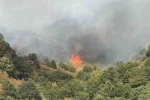 Düzce’de yangının çıkış nedeni araştırılıyor