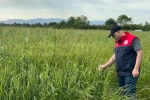 Düzce’de yem bitkileri ekili alanlar denetlendi