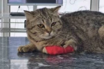 Düzce’den 928 tona yakın kedi köpek maması ihraç edildi