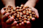 Düzce’den AB ülkelerine 5 bin 973 ton fındık ihraç edildi