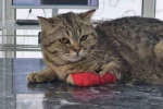 Düzce’den bin 384,795 ton kedi köpek maması ihraç edildi