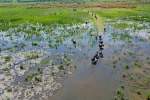 Eber Gölü’nde oluşan manzara Serengeti Parkı’nı aratmadı