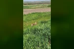 Edirne’de aç kalan çakal köye indi