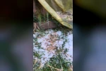 Edirne’de dolu yağışı etkili oldu 