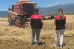 Edremit’te buğday hasadı başladı