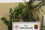 Efeler’de 22 kök kenevir ele geçirildi