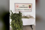 Efeler’de kenevir operasyonu