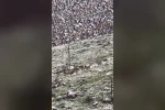 Elazığ’da dağ keçileri sürü halinde görüldü