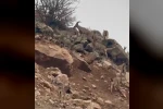 Elazığ’da dağ keçileri sürü halinde görüntülendi
