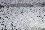 Elazığ’da dolu etkili oldu