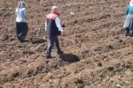 Elazığ’da domates üretiminde yeni sezon başladı