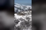 Elazığ’da domuz sürüsü görüldü
