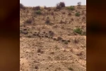 Elazığ’da domuz sürüsü görüntülendi